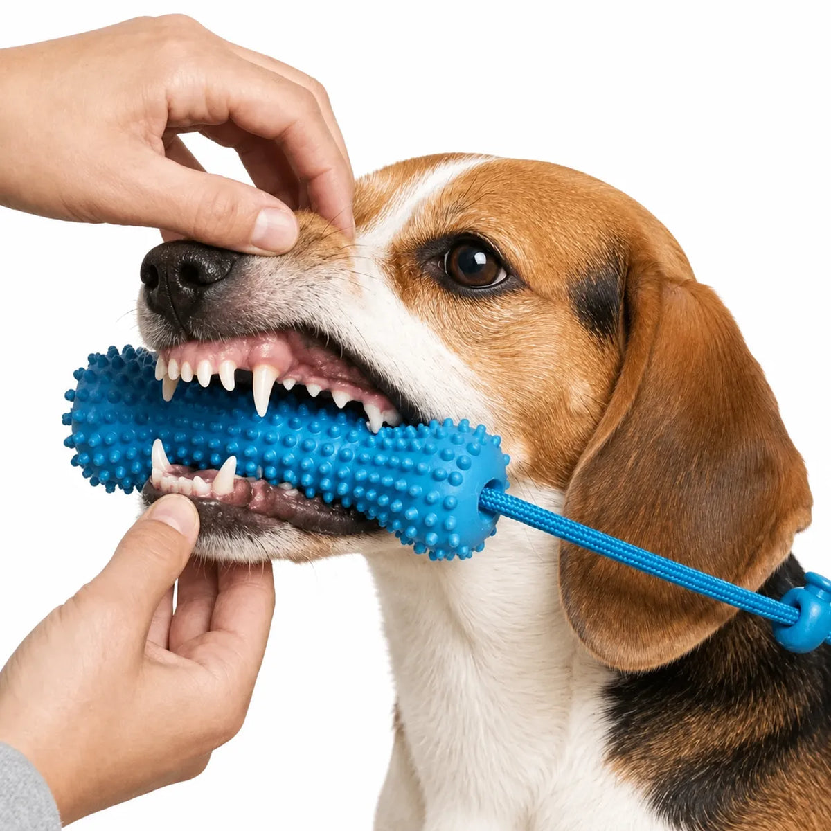 Dog Dental Chew Toy & Brushing Aid