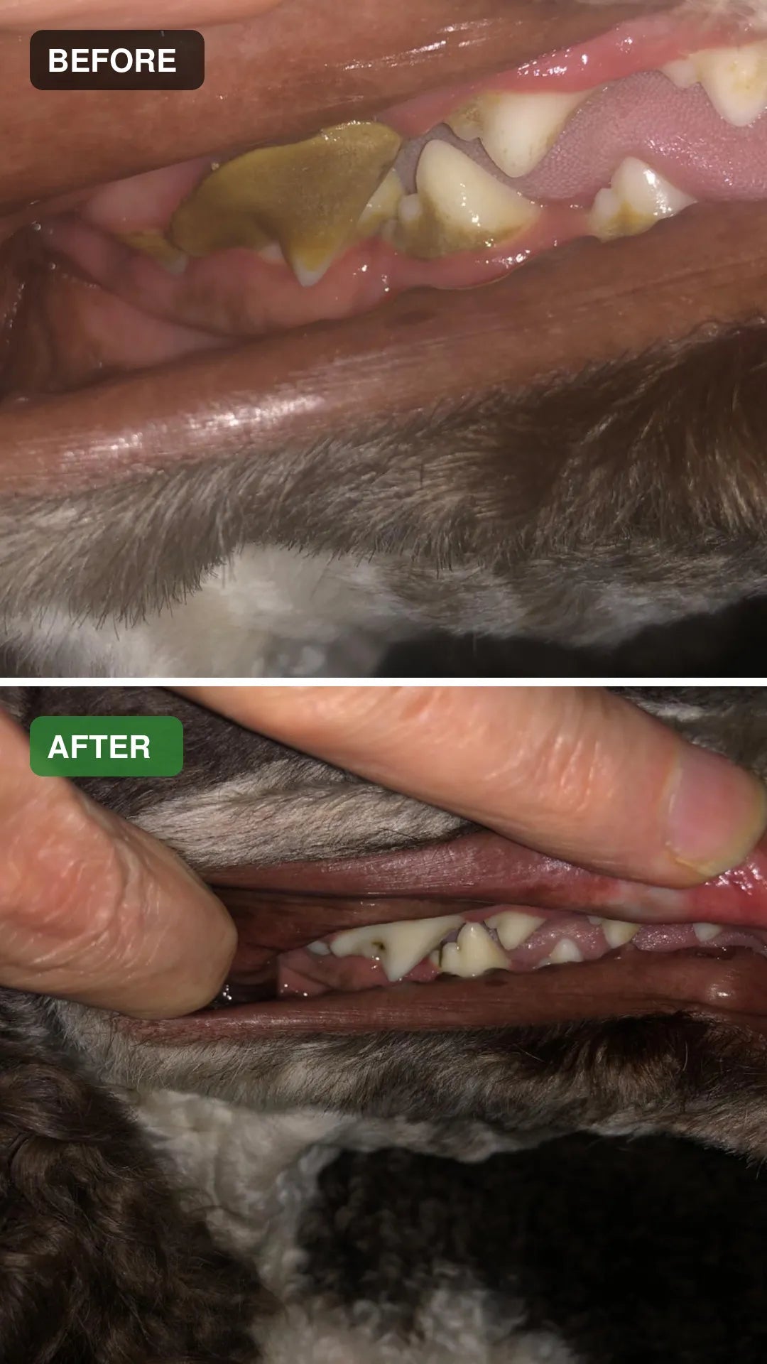 Dog dental cleaning before and after comparison 04