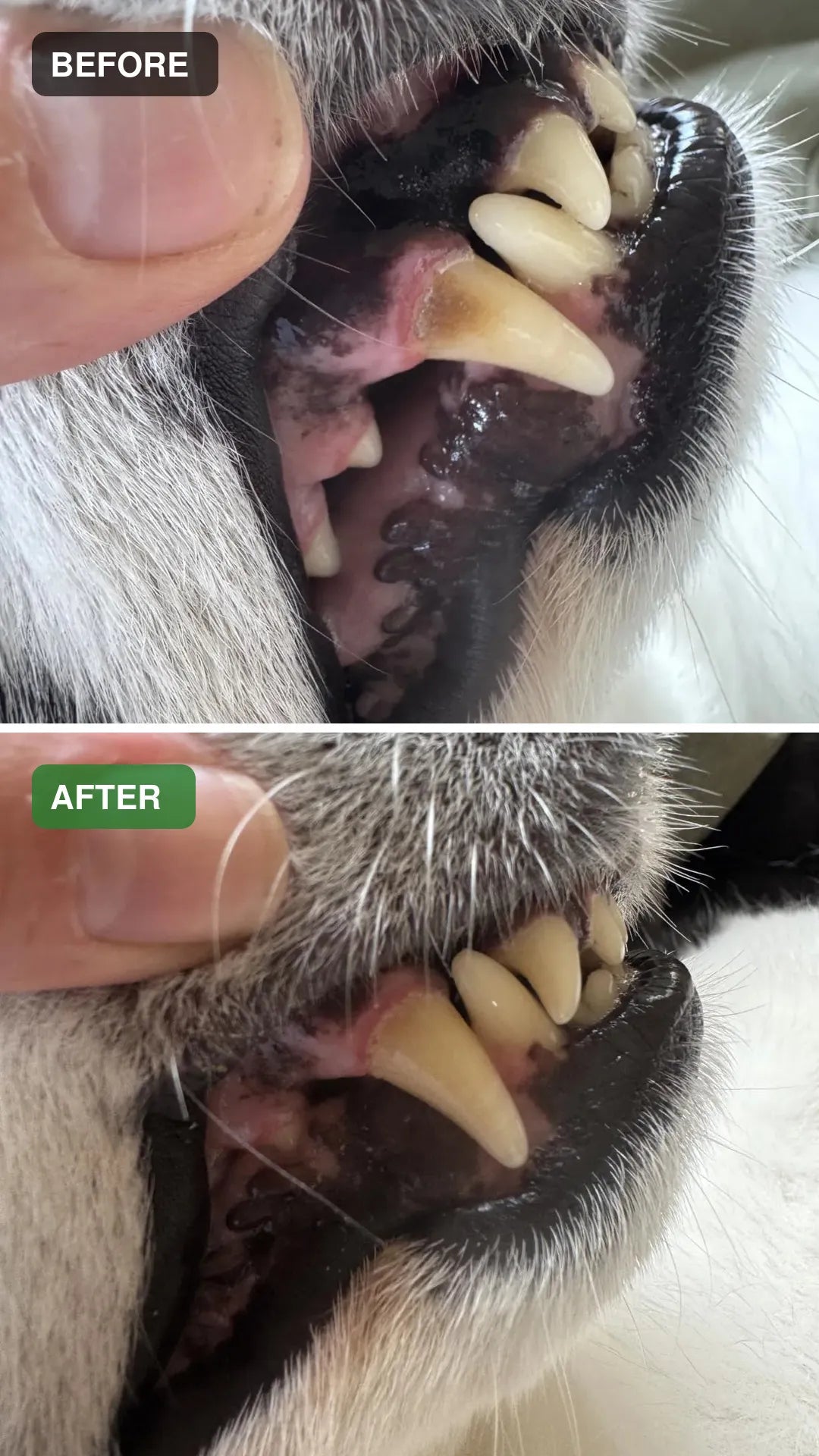 Dog dental cleaning before and after comparison 05