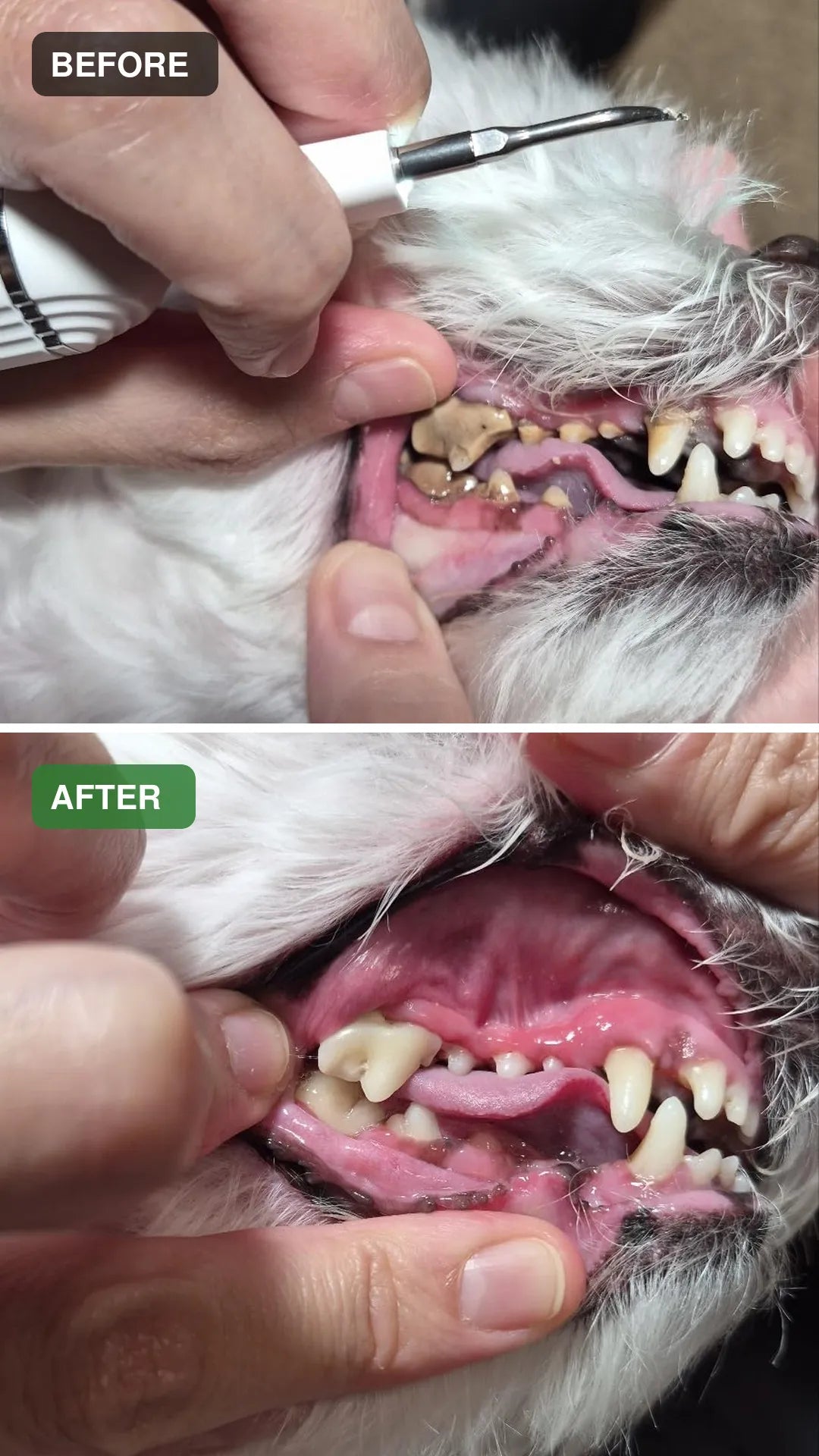 Dog dental cleaning before and after comparison 06