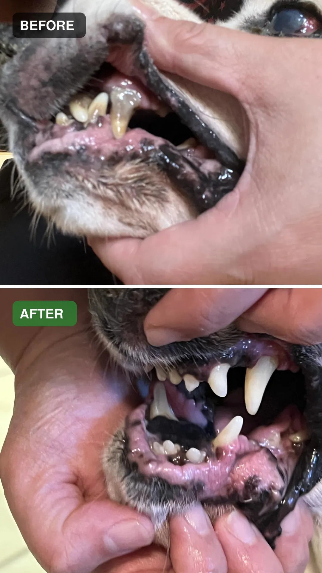 Dog dental cleaning before and after comparison 07