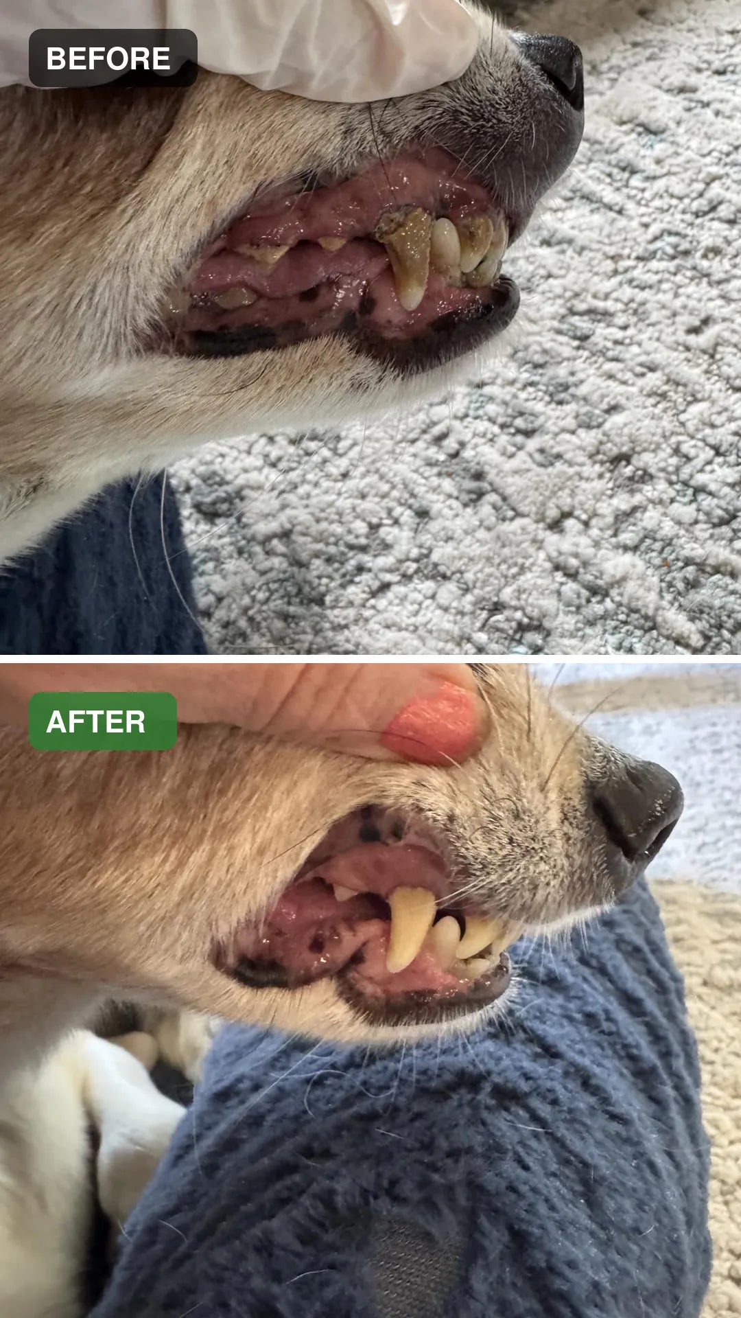 Dog dental cleaning before and after comparison 08