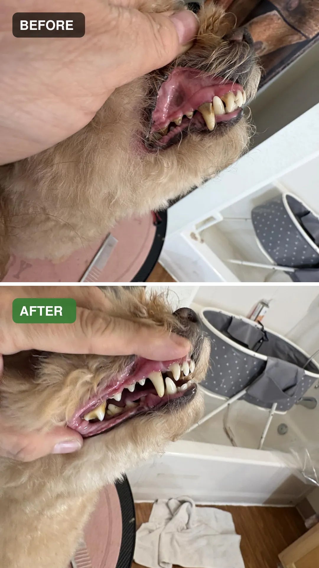 Dog dental cleaning before and after comparison 09