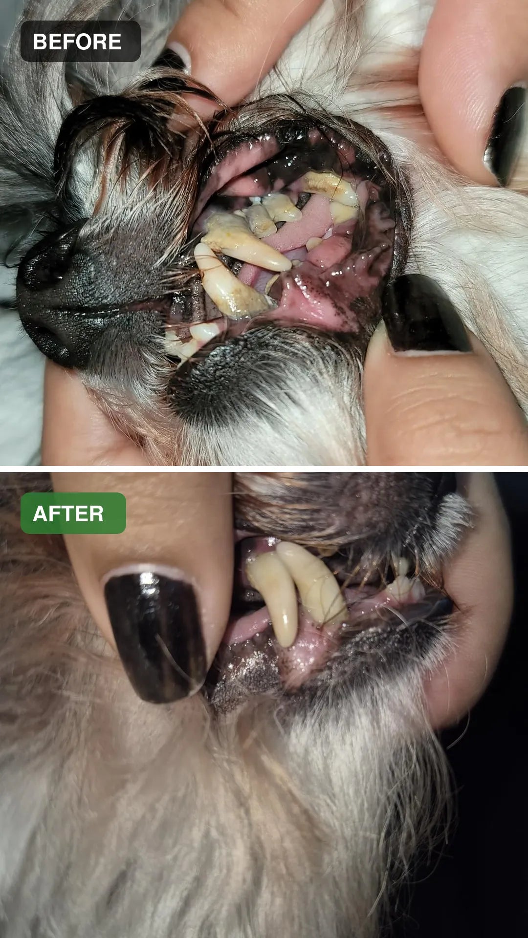 Dog dental cleaning before and after comparison 10