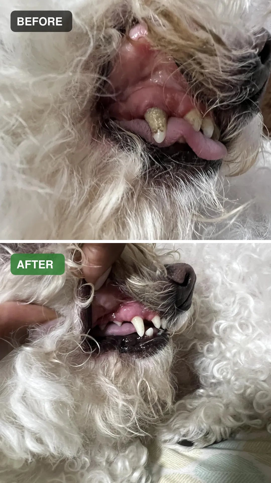 Dog dental cleaning before and after comparison 11