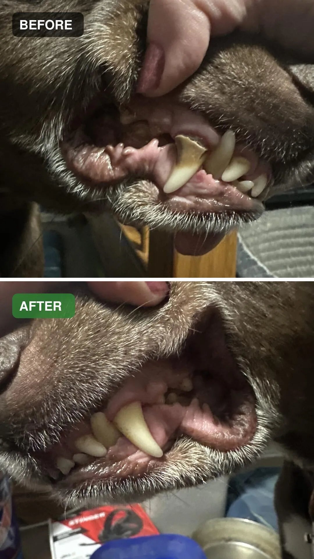 Dog dental cleaning before and after comparison 12