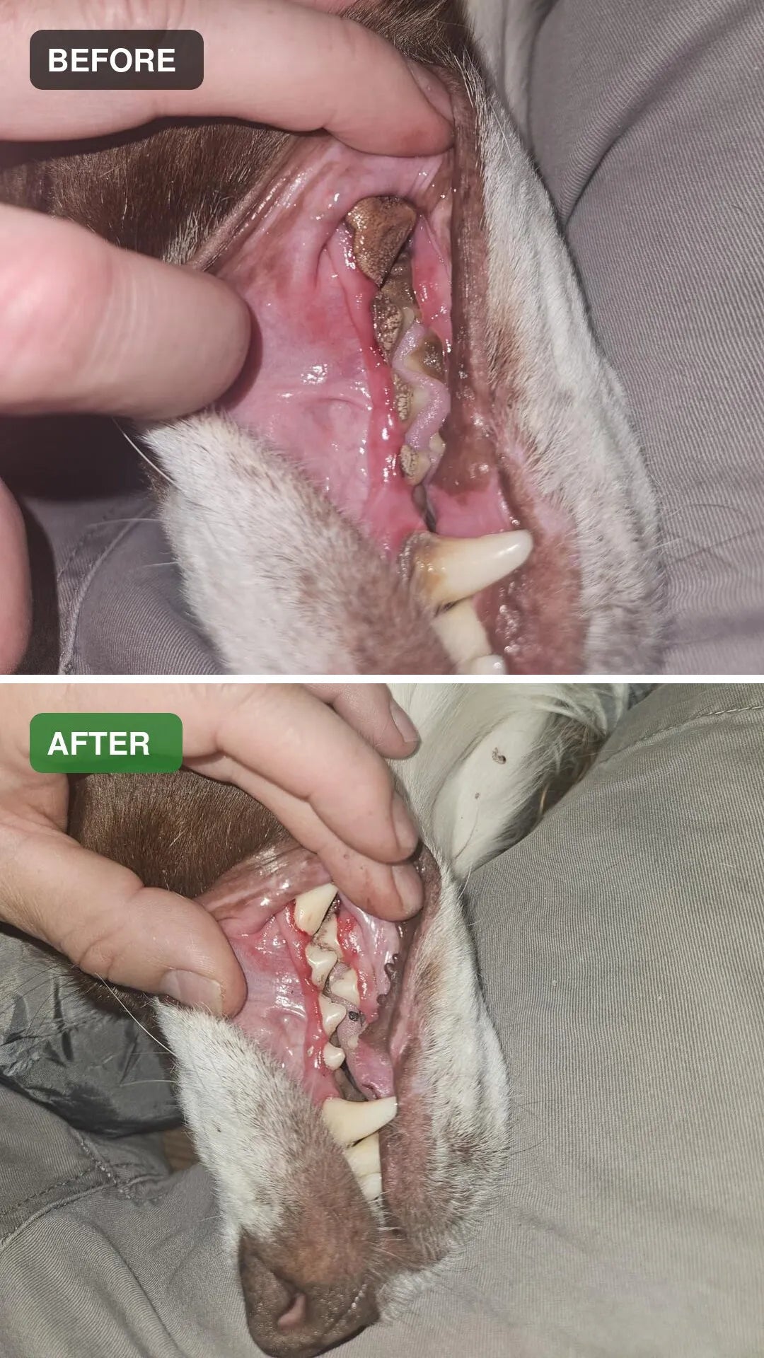 Dog dental cleaning before and after comparison 13
