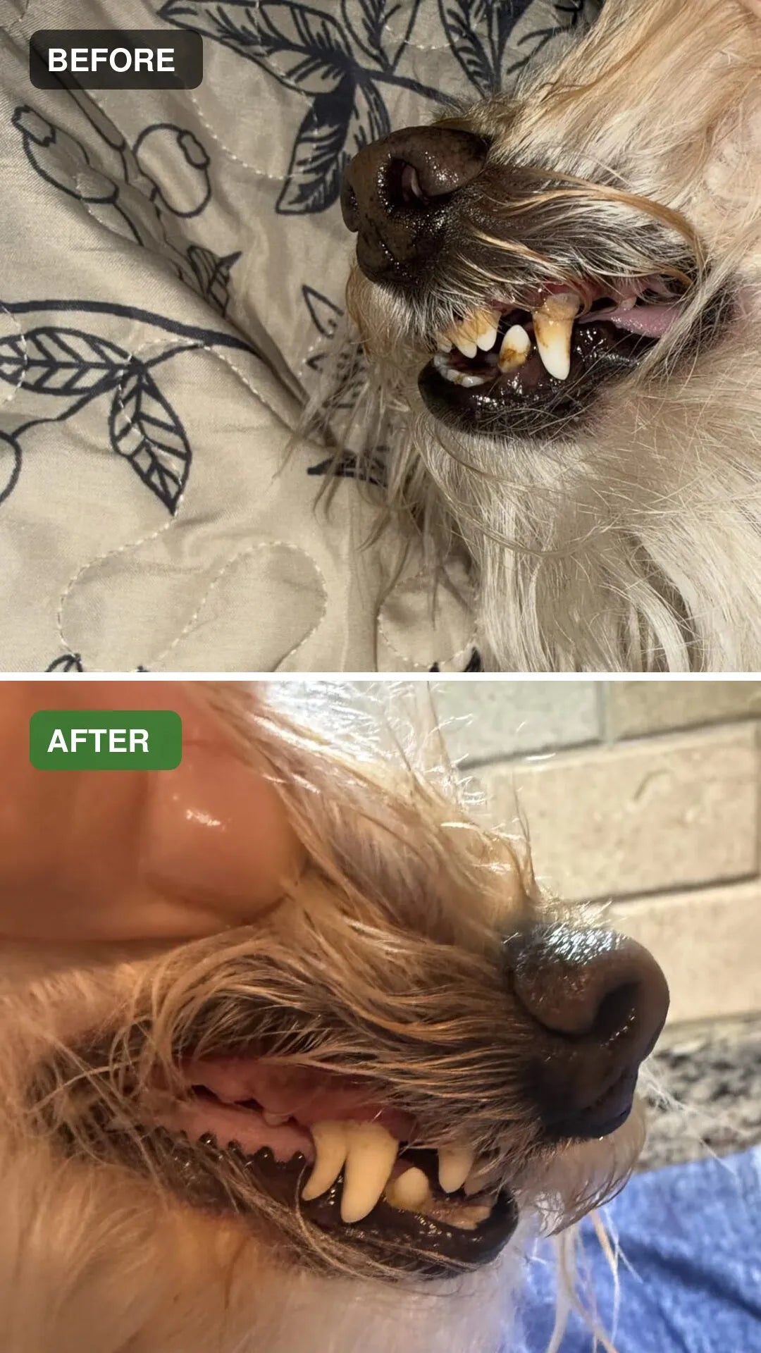 Dog dental cleaning before and after comparison 14