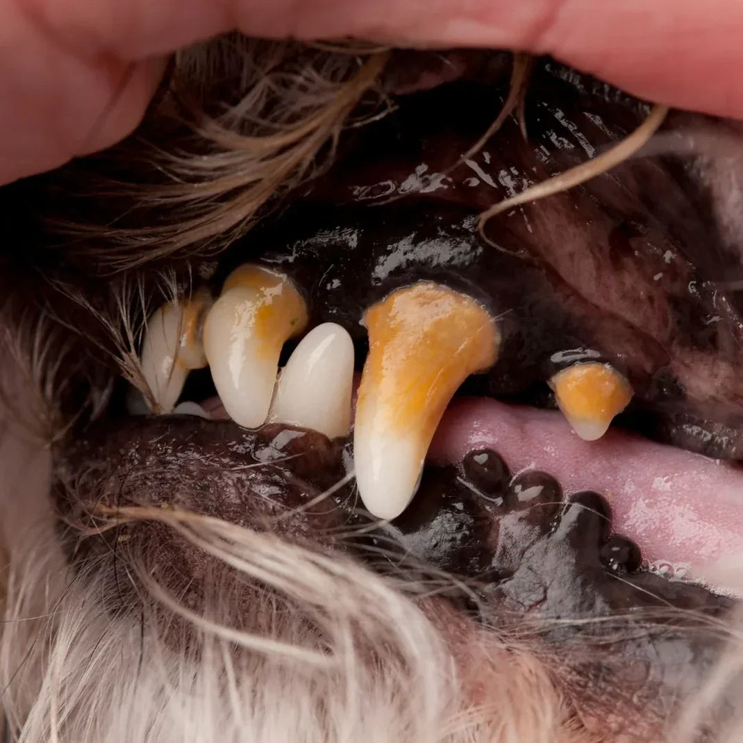 Close-up of severe plaque and tartar buildup on a senior dog's teeth