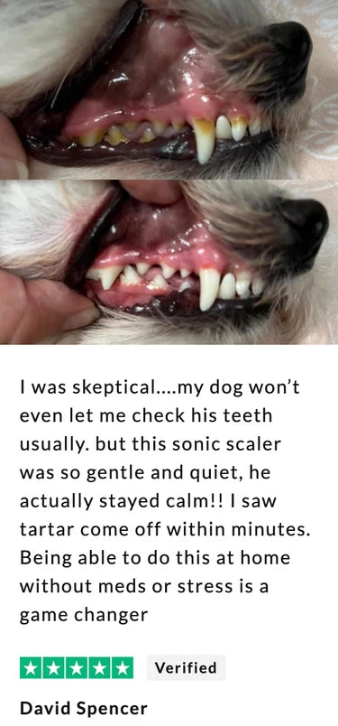 Dog dental result example
