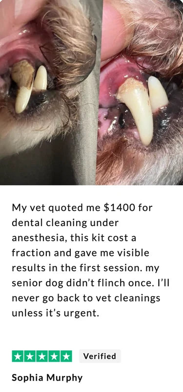 Dog dental result example